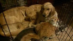 Bonnie, Belle and Linus the snuggle bunch