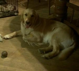 Belle and her favorite tennis ball.