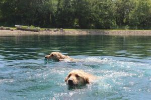 Swimming Fun! photo courtesy of Mid-Day Play