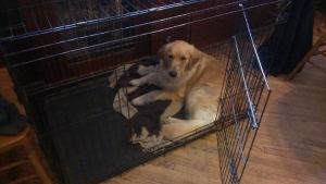 Bonnie loving her crate!