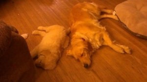 Sleepy pups big and small