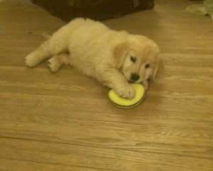 I can make it squeak!