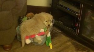 So many toys to chose from!