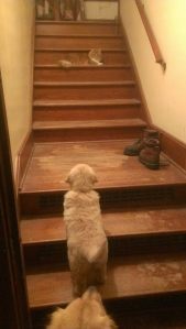 If I could only figure out how to climb stairs