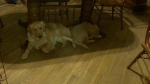 curled up with big sister Bonnie