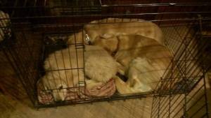 Sleep over in Bess's crate