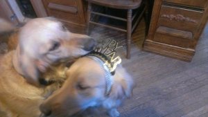 "Bonnie, let me help you get that thing off!"