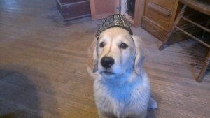 "Anything for a treat, but hurry up I don't like this!"