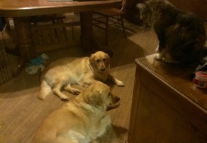 Lucy laying down the law to the pups.