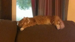 Linus's favorite place to lay.