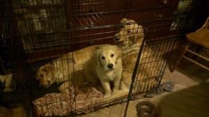 But this is my crate!