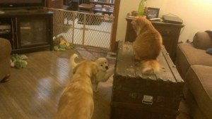 Bess was introduced to Linus under Belle's careful eye.