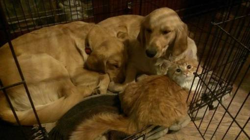 Linus, Bonnie and Belle