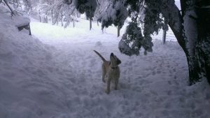 Bess checking out the snow