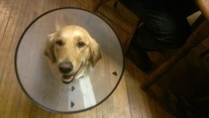 Belle and her fancy dancy they aren't letting me lick my incision collar