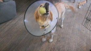 Ha! I figured out how to play with my tennis ball!