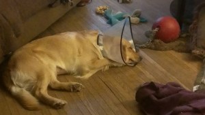 figured out how to lay down comfortably