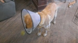 Doing a good job keeping her eye on the ball