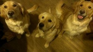 Belle (on the left) stuck the sit even with sisterly distractions!