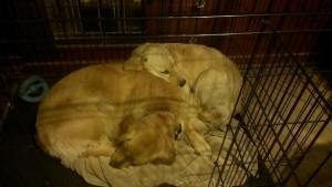 Belle and Bess cuddling on a cold winter day.