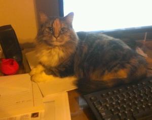 Lucy Kitty, my computer buddy