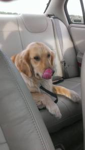 11059549_879570308777054_3302480065420440204_n