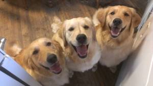 Belle, Bess and Bonnie