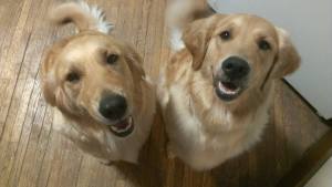 Happy 3rd bday Bonnie and Belle