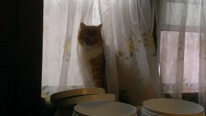 Linus peeking out from behind the curtain