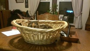 Keeper of the basket