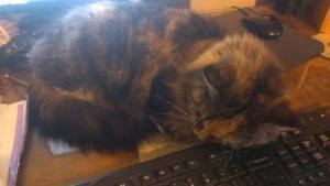 Lucy's normal pose while I'm working at the computer.