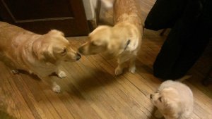 Met her sisters Bonnie and Belle, who clearly didn't know what to think about this new bundle of energy.