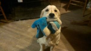 11193331_851959128204839_1228539898617146528_n