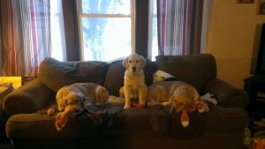 1920504_816002688467150_8229845509547504818_n