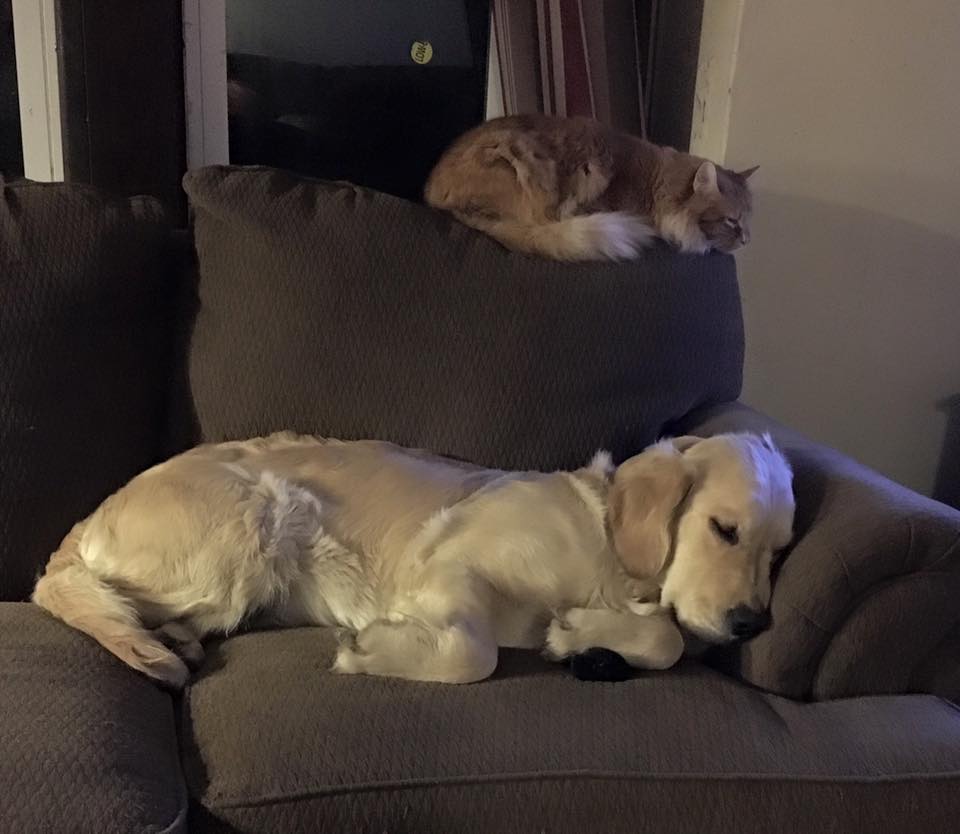 1185_964853816915369_1850138632131868353_n