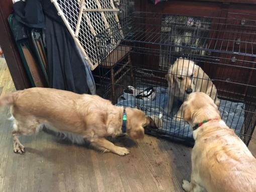 12032936_967096190024465_9077018559031850715_n