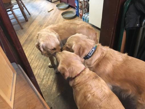 1936560_967096196691131_2829548991340723797_n