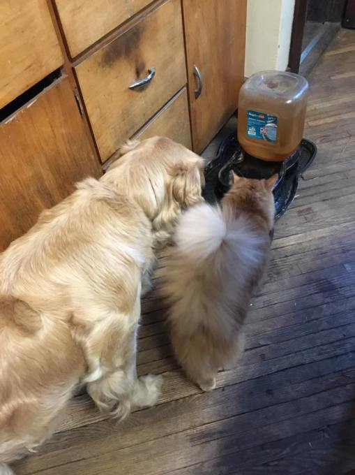 13221018_1050403488360401_715662355108893930_n