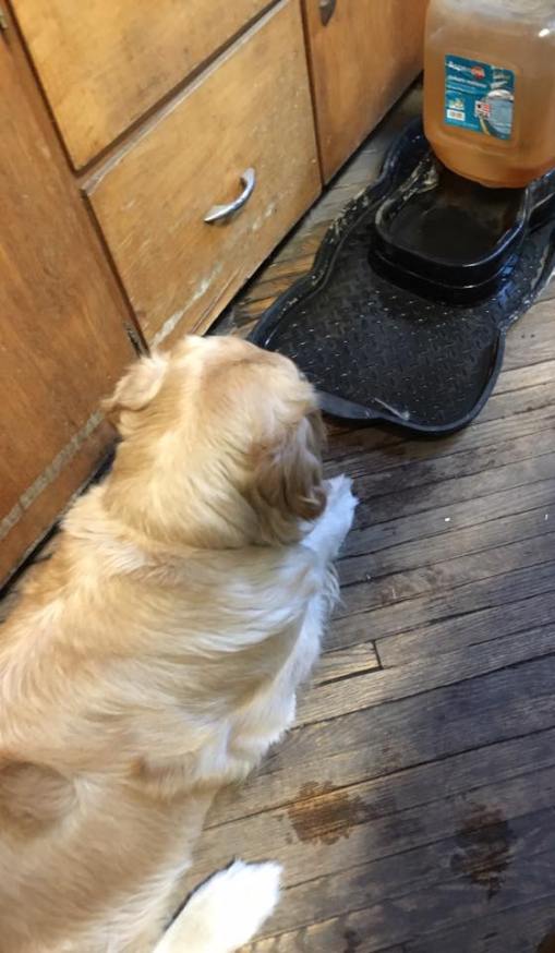 13221103_1050403491693734_8186324008798211515_n