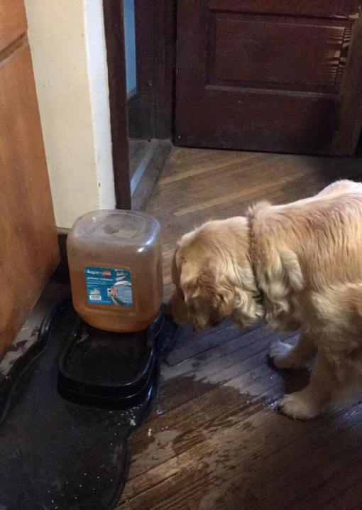 13241127_1050403508360399_1640576073608021427_n