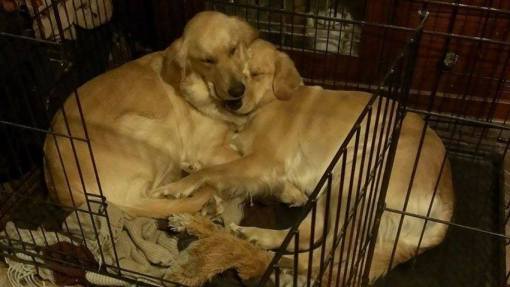 1560720_624066184327469_544589300_n