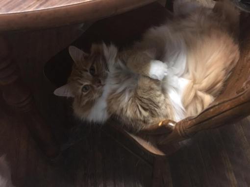 13566998_1088431461224270_7081538279715457202_n