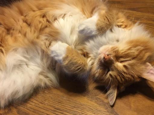 13669678_1082888678445215_226952890235235268_n